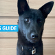Illustration for article titled So, You Got a New Puppy in Quarantine—Now What?